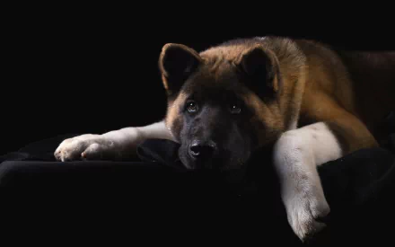 dog Animal akita HD Desktop Wallpaper | Background Image