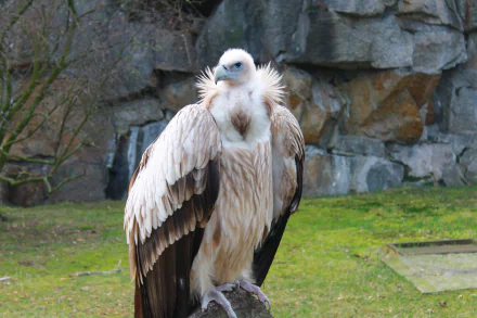 Pale vulture bird (animal) perched on a rock with fluffed feathers and dark wing tips against a rocky, grassy backdrop — 4K Ultra HD PC desktop wallpaper background.