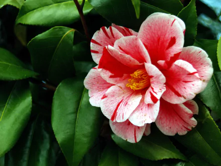  Red and White Camellia