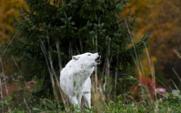 howling Animal gray wolf HD Desktop Wallpaper | Background Image