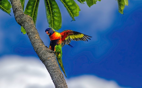Animal Rainbow Lorikeet Birds Parrots Bird Parrot Colors Colorful Palm Tree Tree HD Wallpaper | Background Image