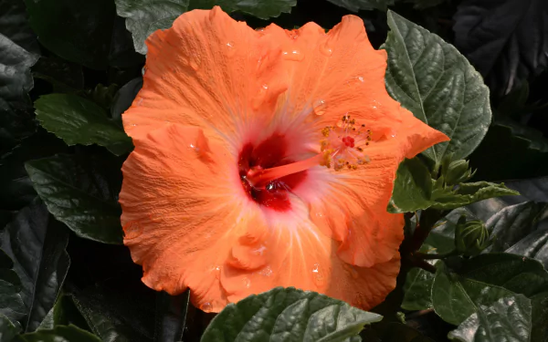  Peach Hibiscus