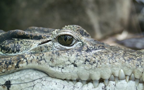 Animal Crocodile Reptiles Reptile Close-Up Eye HD Wallpaper | Background Image