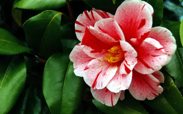 Close-up of a pink and white camellia flower surrounded by lush green leaves, captured in high definition for a vivid PC desktop wallpaper background.