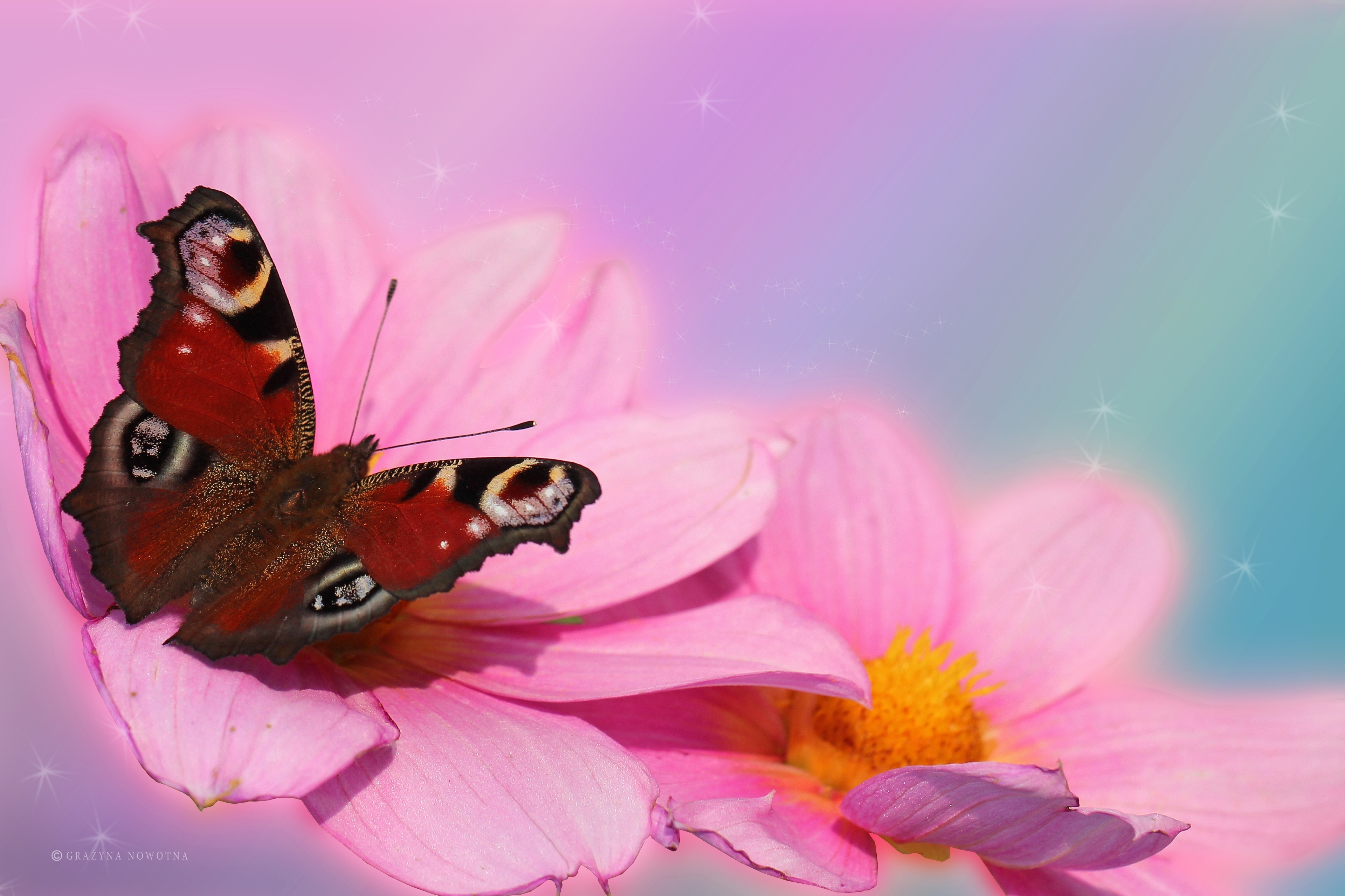 Download Red Pink Dahlia Flower Animal Butterfly 4k Ultra HD Wallpaper