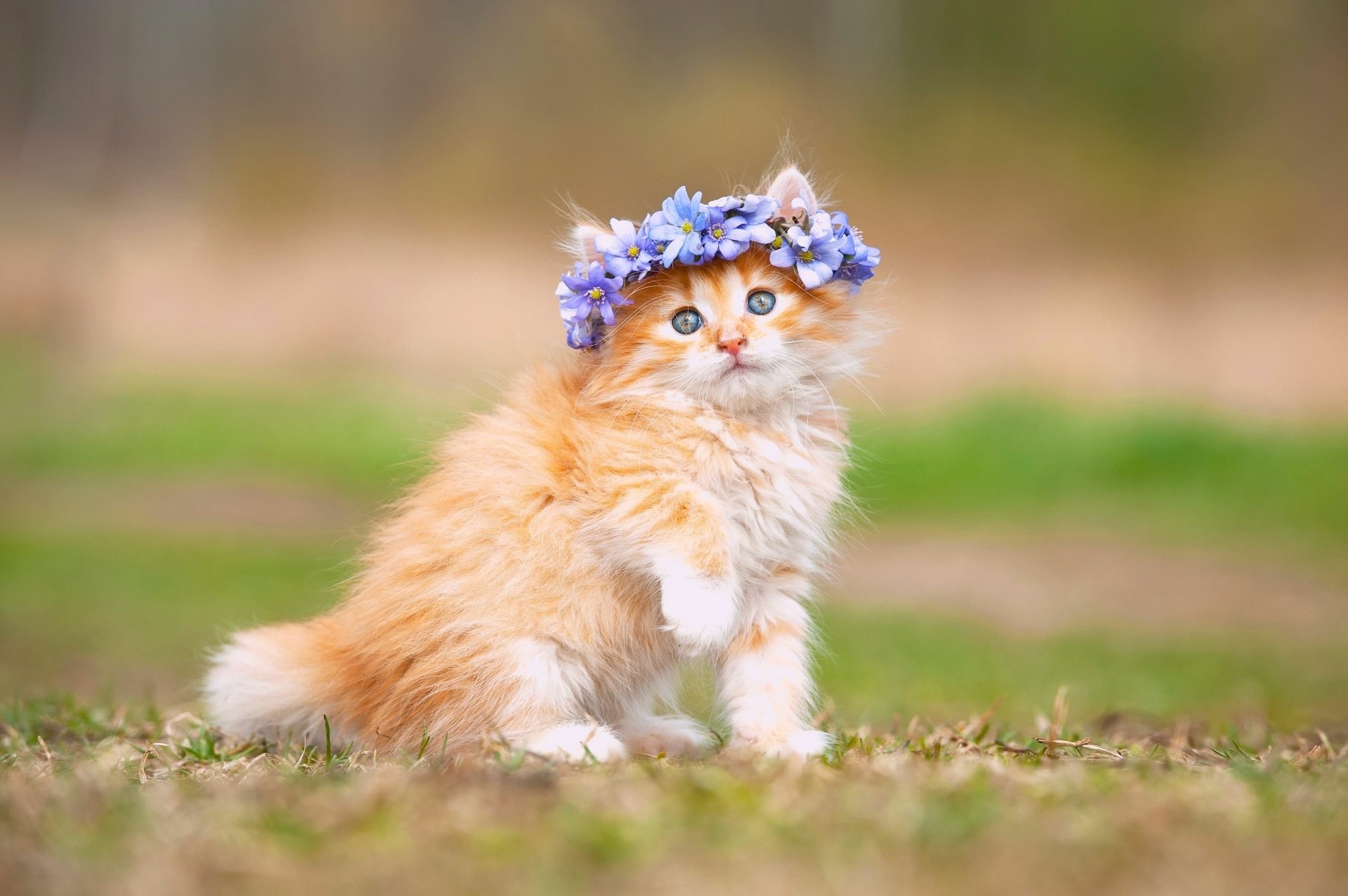 Fluffy orange kitten with blue eyes wearing a flower wreath on grass — Animal cat portrait, 2K Quad HD PC desktop wallpaper.