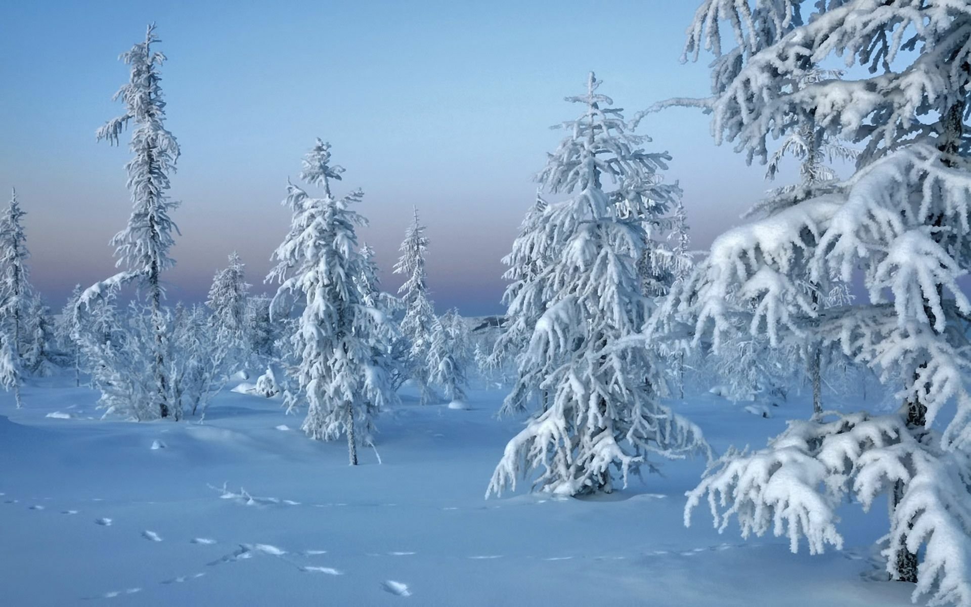 Download Forest Snow Tree Nature Winter HD Wallpaper | 1920x1200 ...