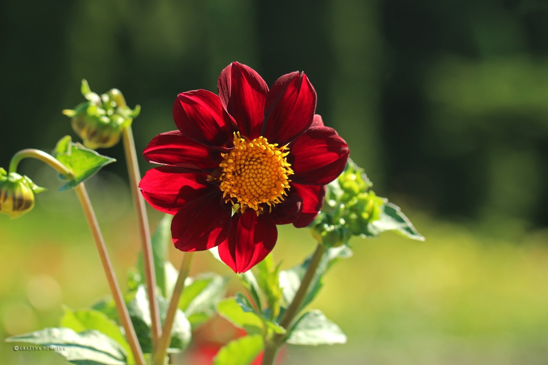 Red Dahlia