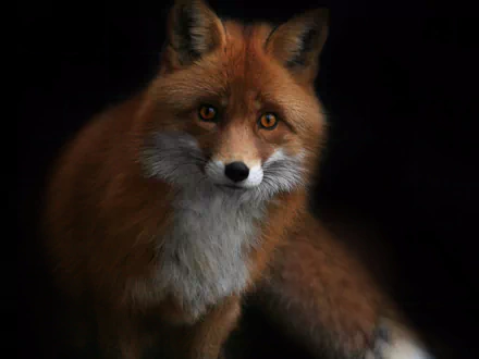 HD PC desktop wallpaper featuring a detailed close-up of a red fox with striking eyes against a dark background.