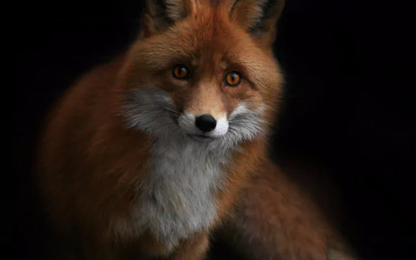 red fox Animal fox HD Desktop Wallpaper | Background Image