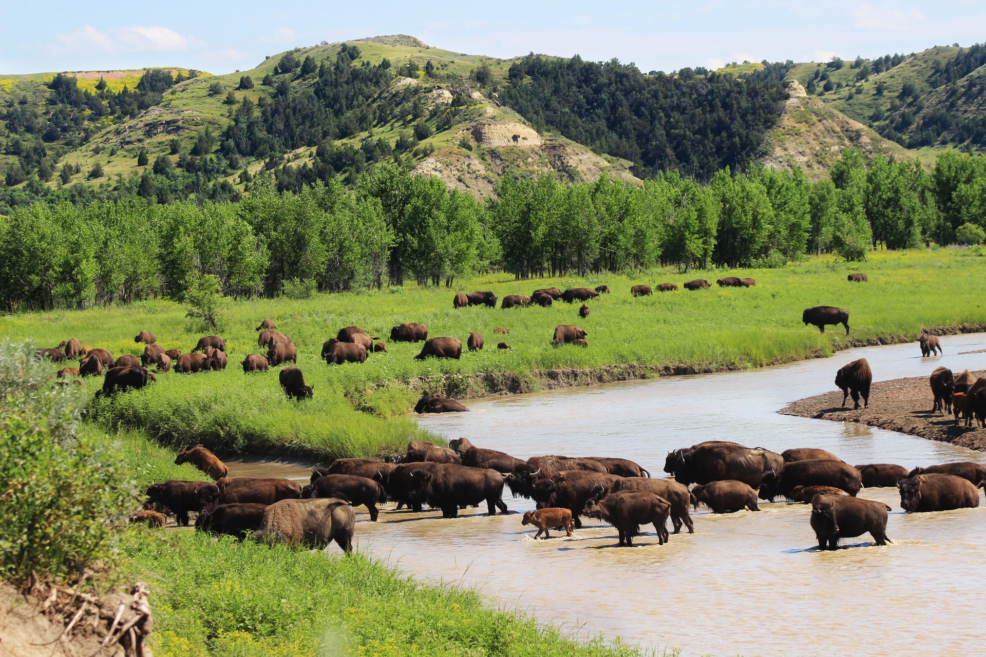 American bison crossing a river by skeeze