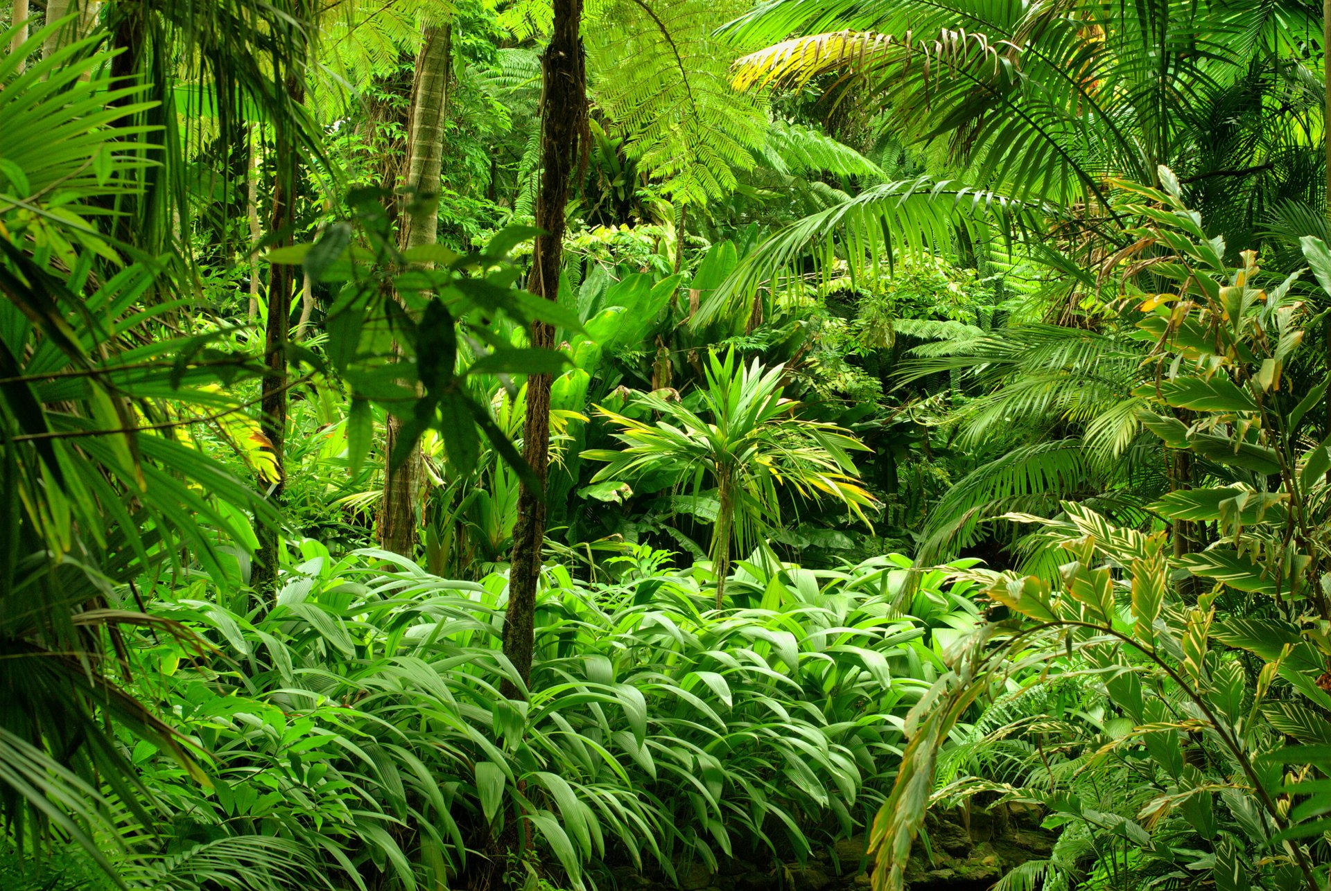Tropical Forest 4k Ultra Papel de Parede HD Plano de Fundo 4000x2680