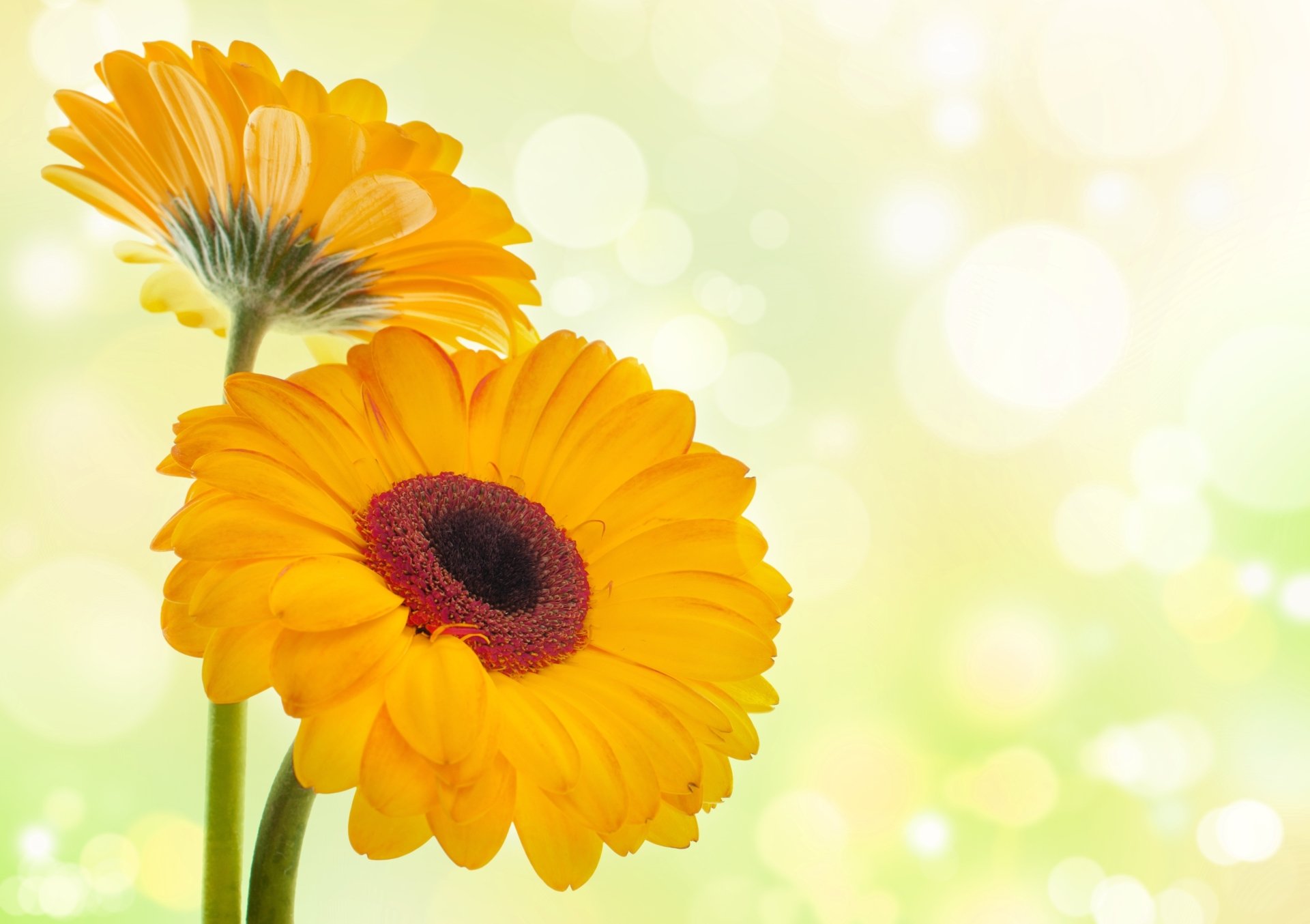 Hoa cúc vàng là một trong những loại hoa được ưa thích nhất vì sự tươi sáng và sự phong phú của chúng. Hãy cùng nhìn vào hình ảnh thú vị này để thấy sự đẹp đẽ của hoa cúc vàng!