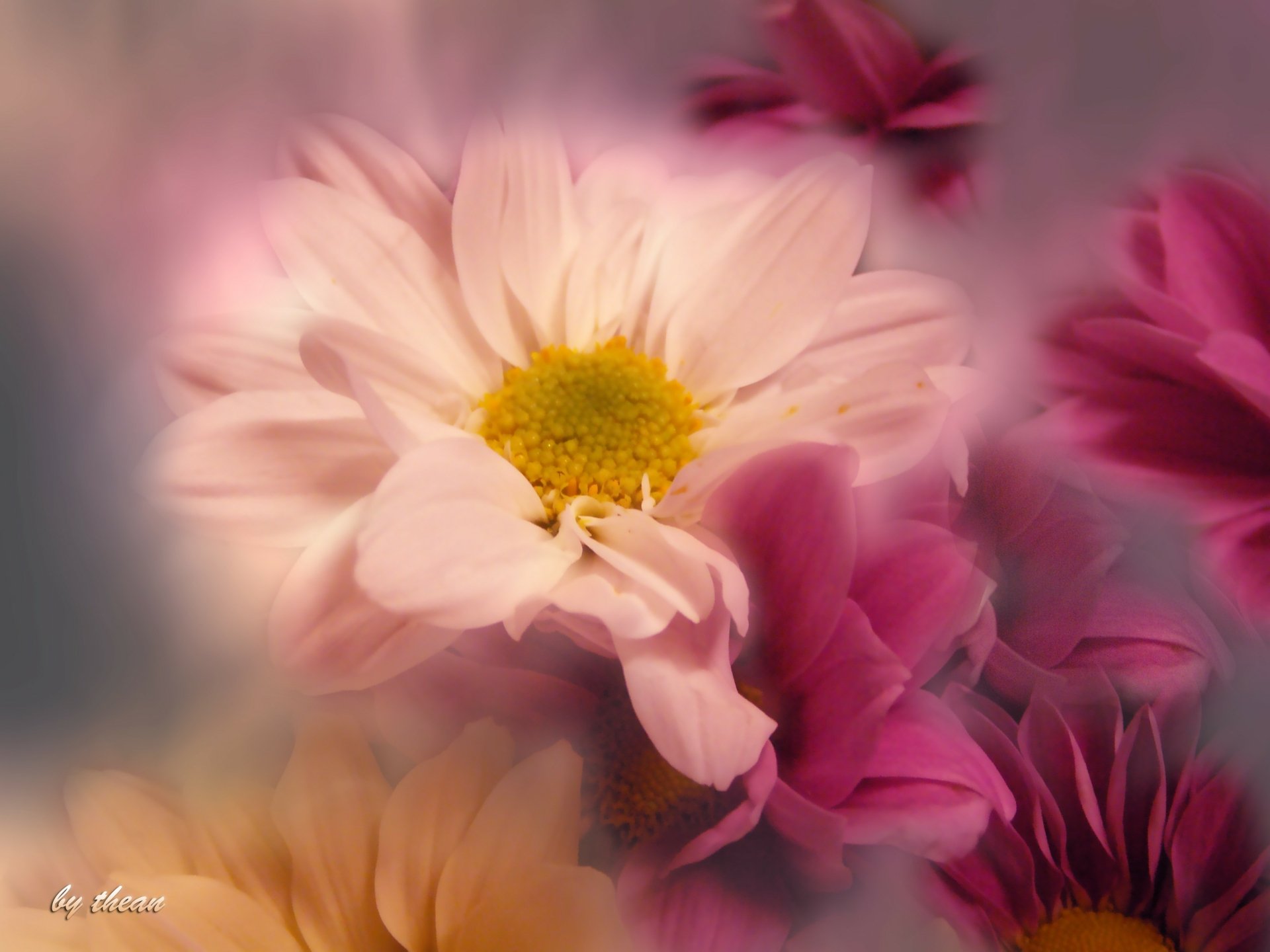 Download Pink Flower Nature Artistic Flower HD Wallpaper by theau