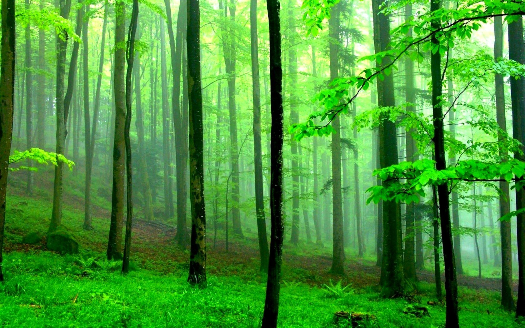 Download Fog Green Nature Forest Wallpaper