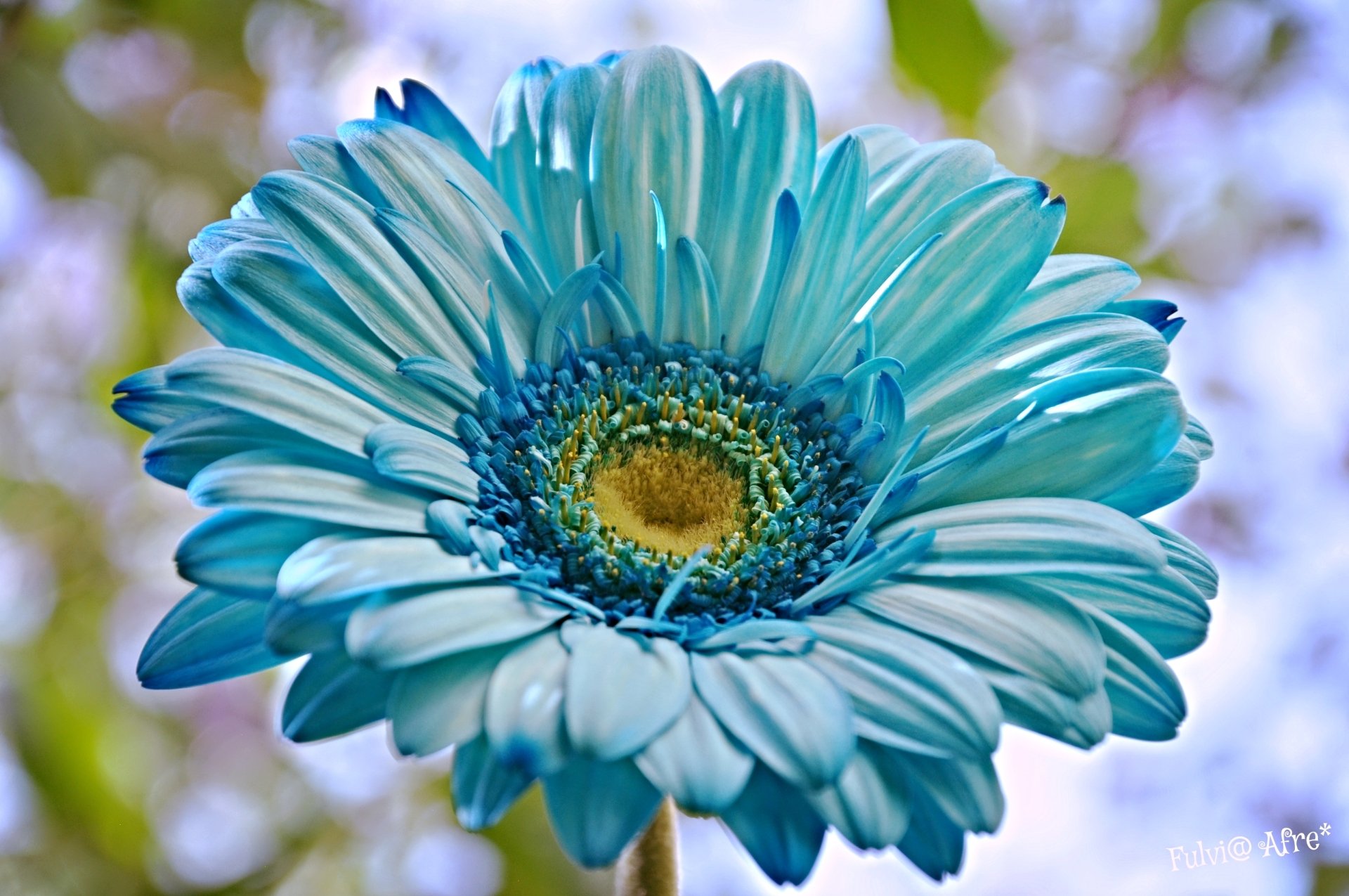 Download Blue Flower Closeup Flower Nature Gerbera HD Wallpaper