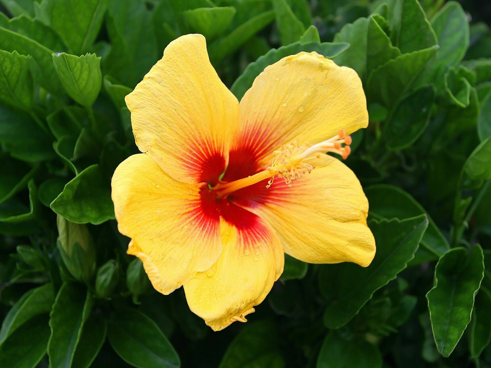 Download Yellow Flower Leaf Flower Nature Hibiscus Wallpaper