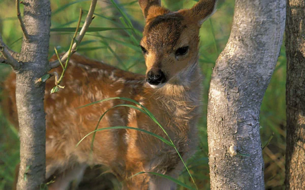 Fawn in the Forest