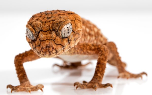 Animal Gecko Reptiles Lizards Lizard Close-Up Head Eye HD Wallpaper | Background Image