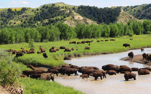 A herd of American bison grazing and drinking from a river by trees and hills in a scenic HD landscape wallpaper featuring buffalo mammals.
