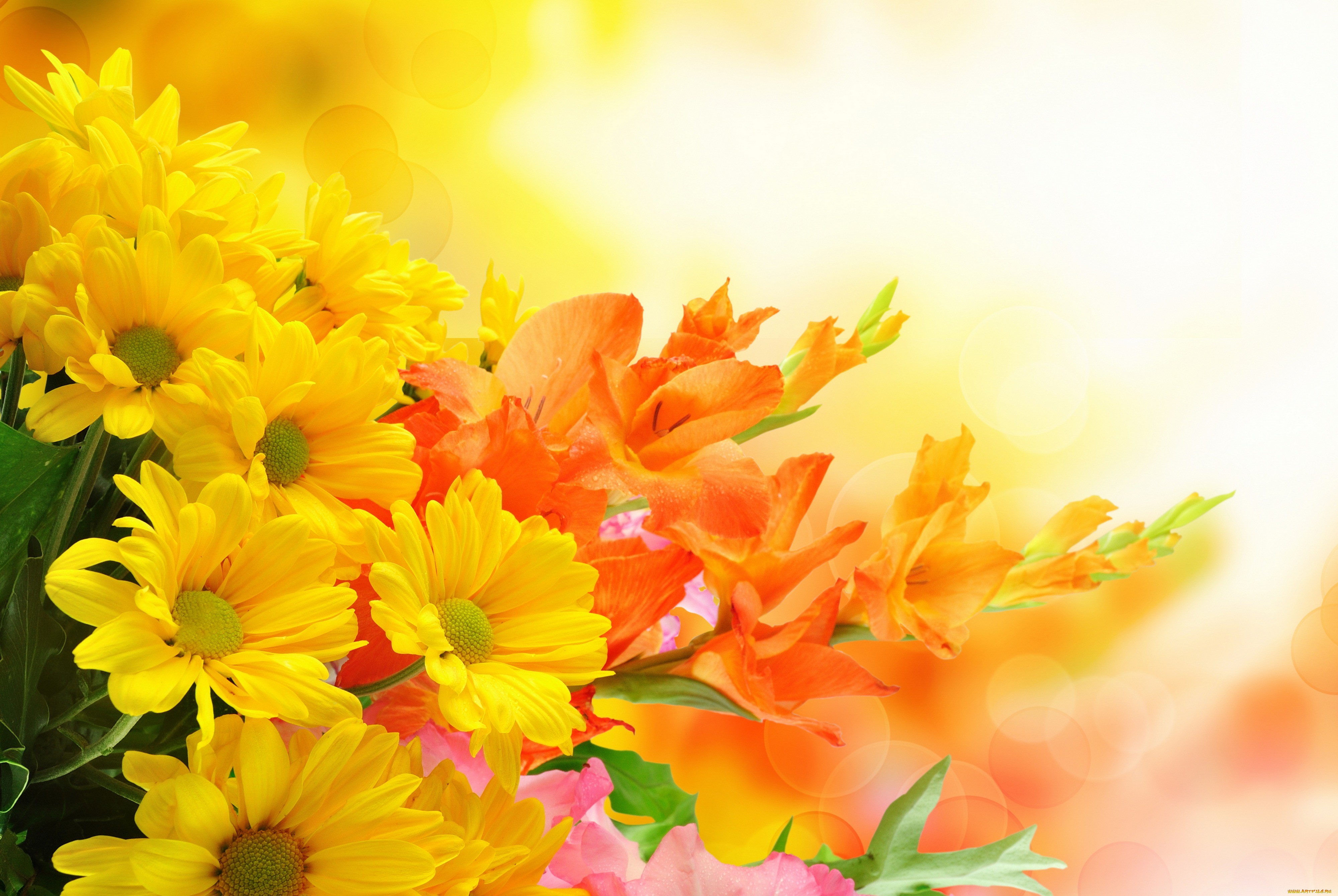 background images flowers yellow