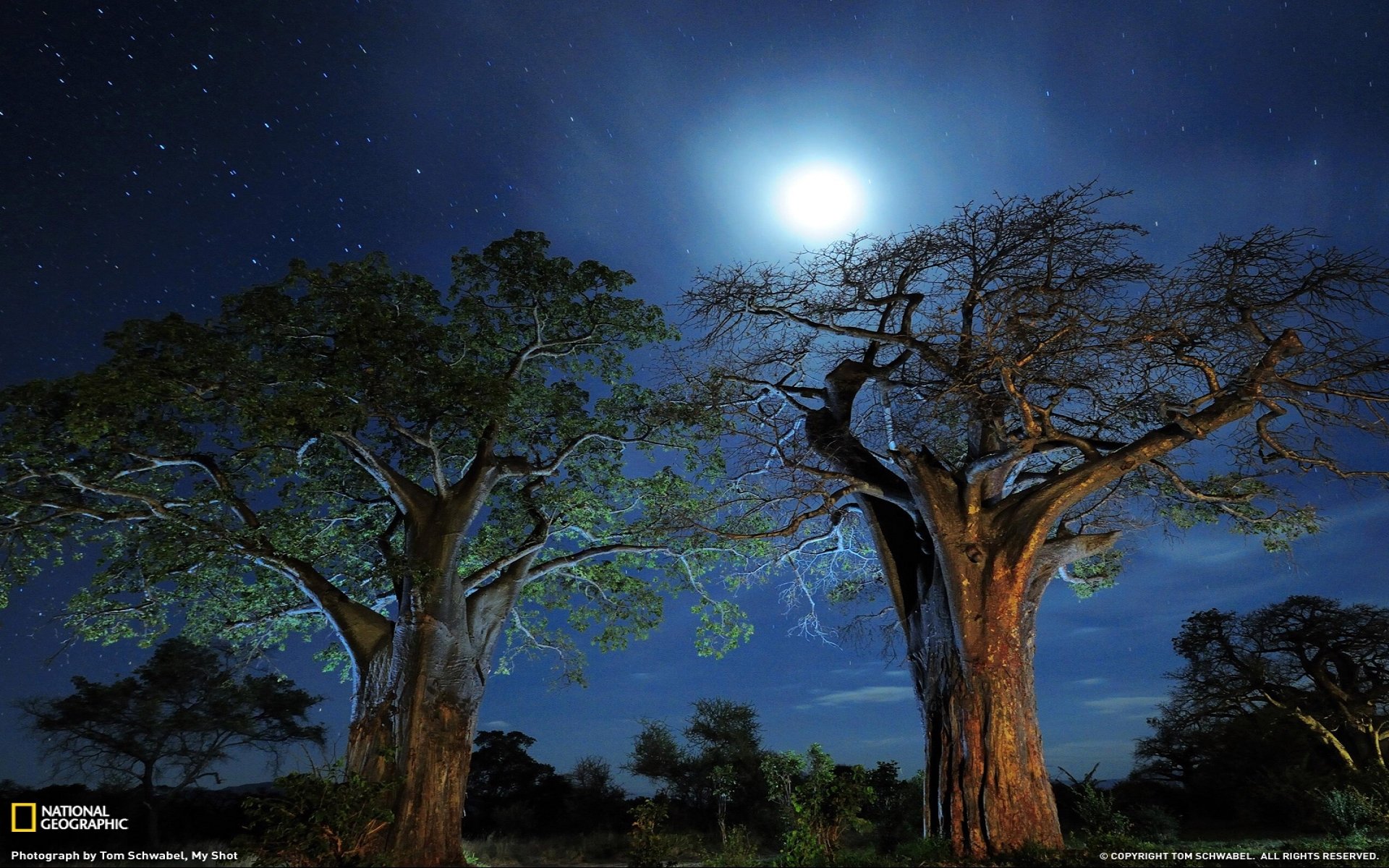 Trees on Starry Night by Tom Schwabel