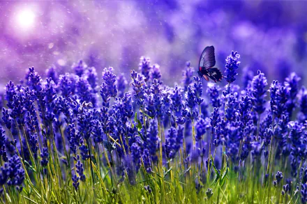 A vibrant field of purple flowers in spring, with a butterfly gracefully fluttering among the blossoms, creates a serene and beautiful desktop wallpaper.