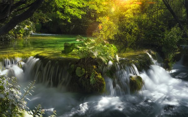 Nature Waterfall Waterfalls Forest Green Tree HD Wallpaper | Background Image