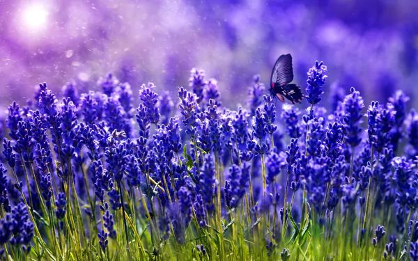 A vibrant field of purple flowers in spring, with a butterfly gracefully fluttering among the blossoms, creates a serene and beautiful desktop wallpaper.