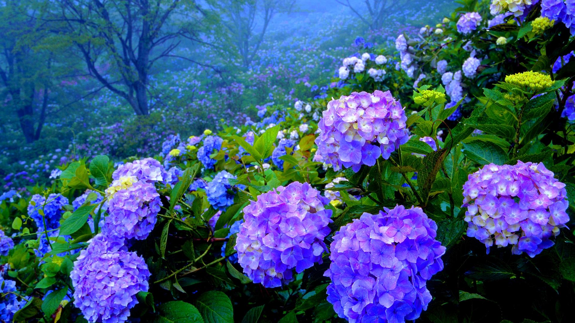 Purple Hydrangeas