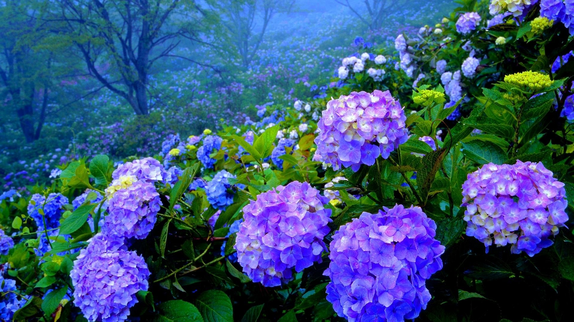 Download Purple Flower Flower Nature Hydrangea HD Wallpaper