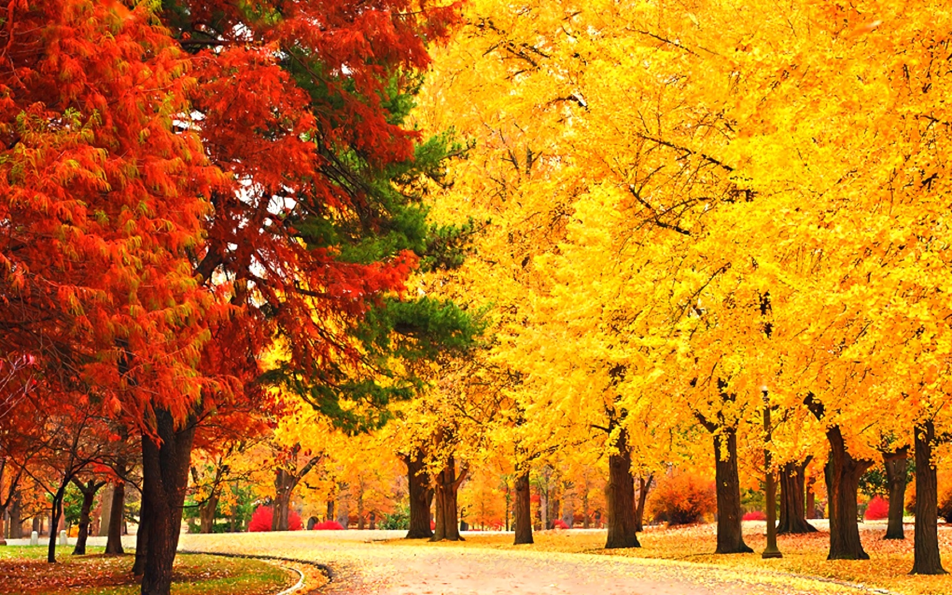 beautiful autumn trees wallpapers
