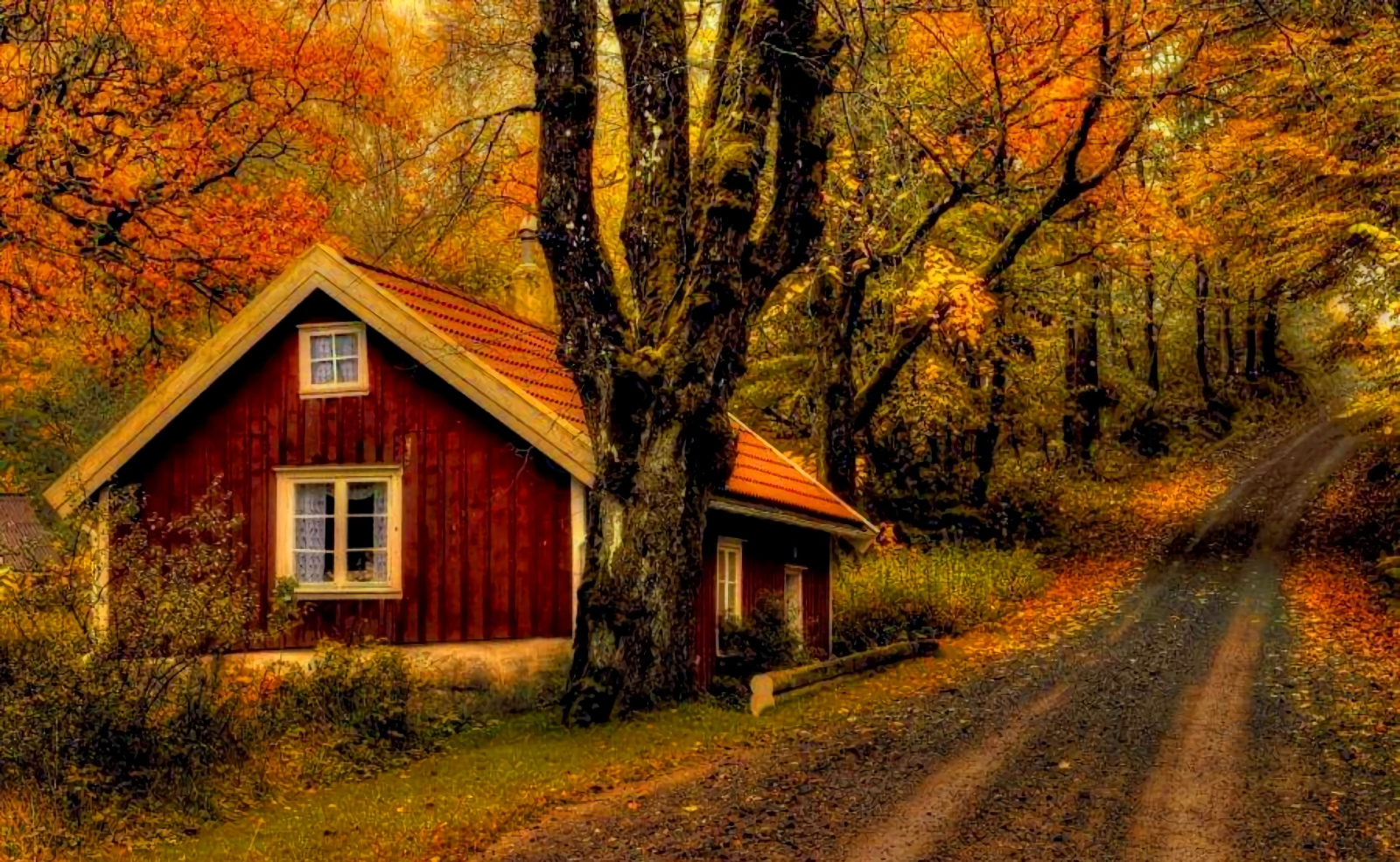 Download Forest Tree Dirt Road Road Fall Man Made House Wallpaper
