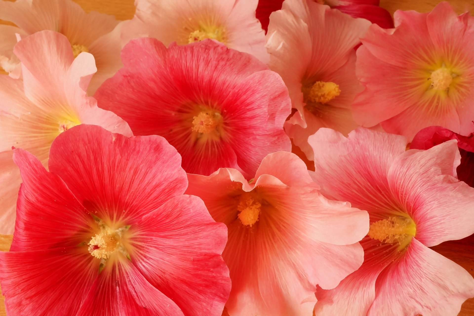 Pink Flowers HD Wallpaper | Background Image | 2500x1667