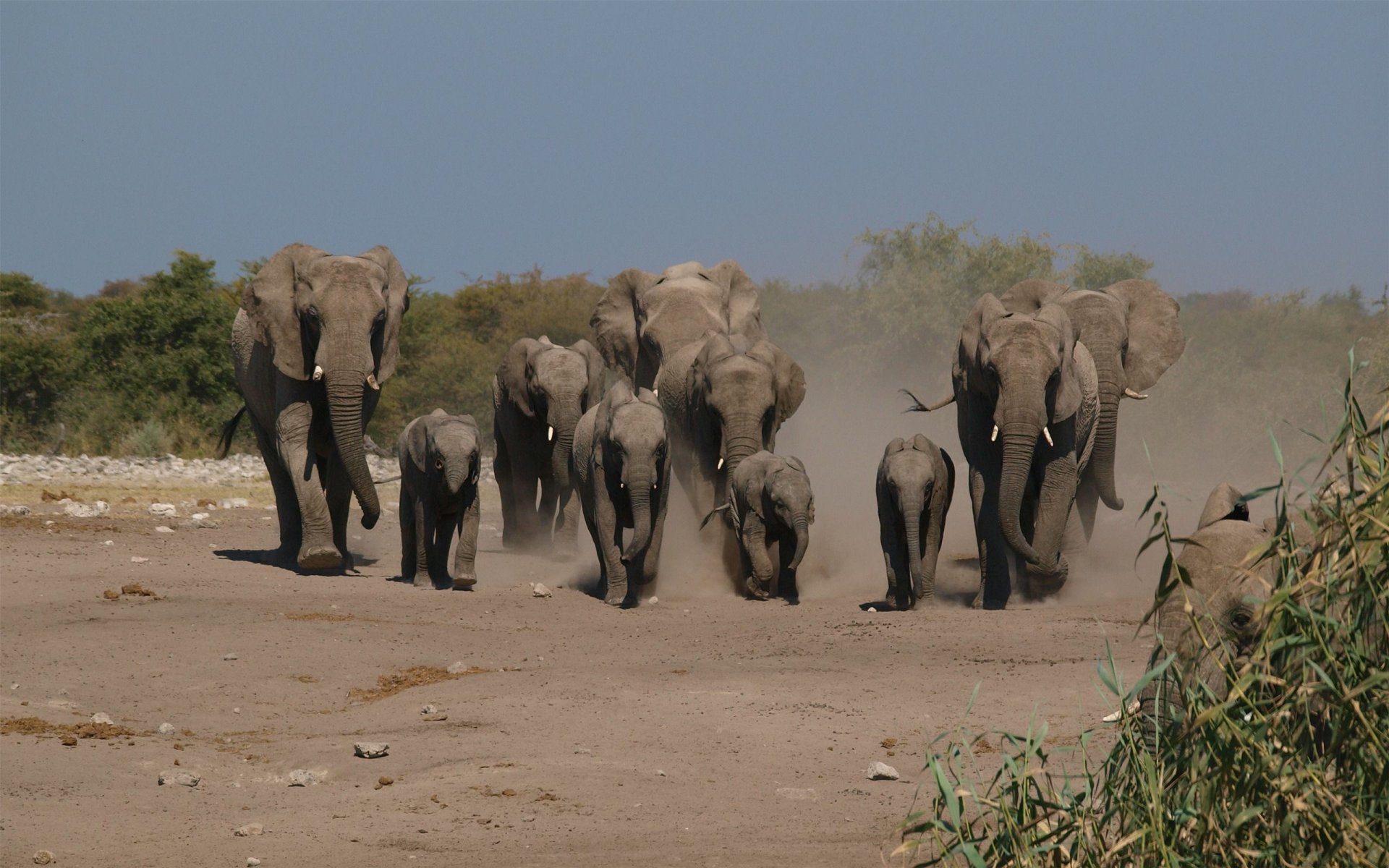 Download Animal African Bush Elephant  HD Wallpaper