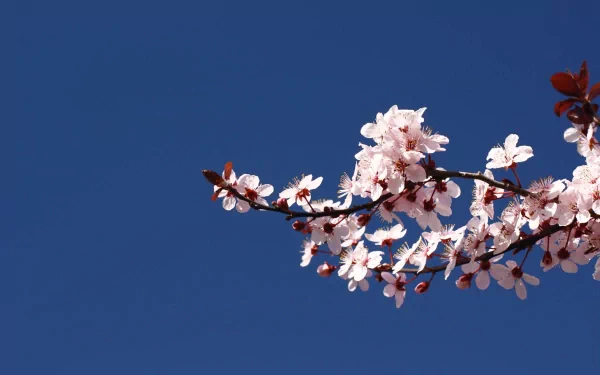 HD desktop wallpaper featuring delicate pink blossoms on a branch set against a clear, vibrant blue sky, capturing the essence of nature's springtime beauty.