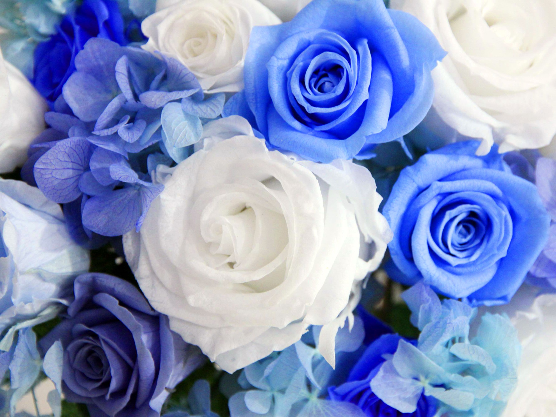 blue and white rose wallpaper