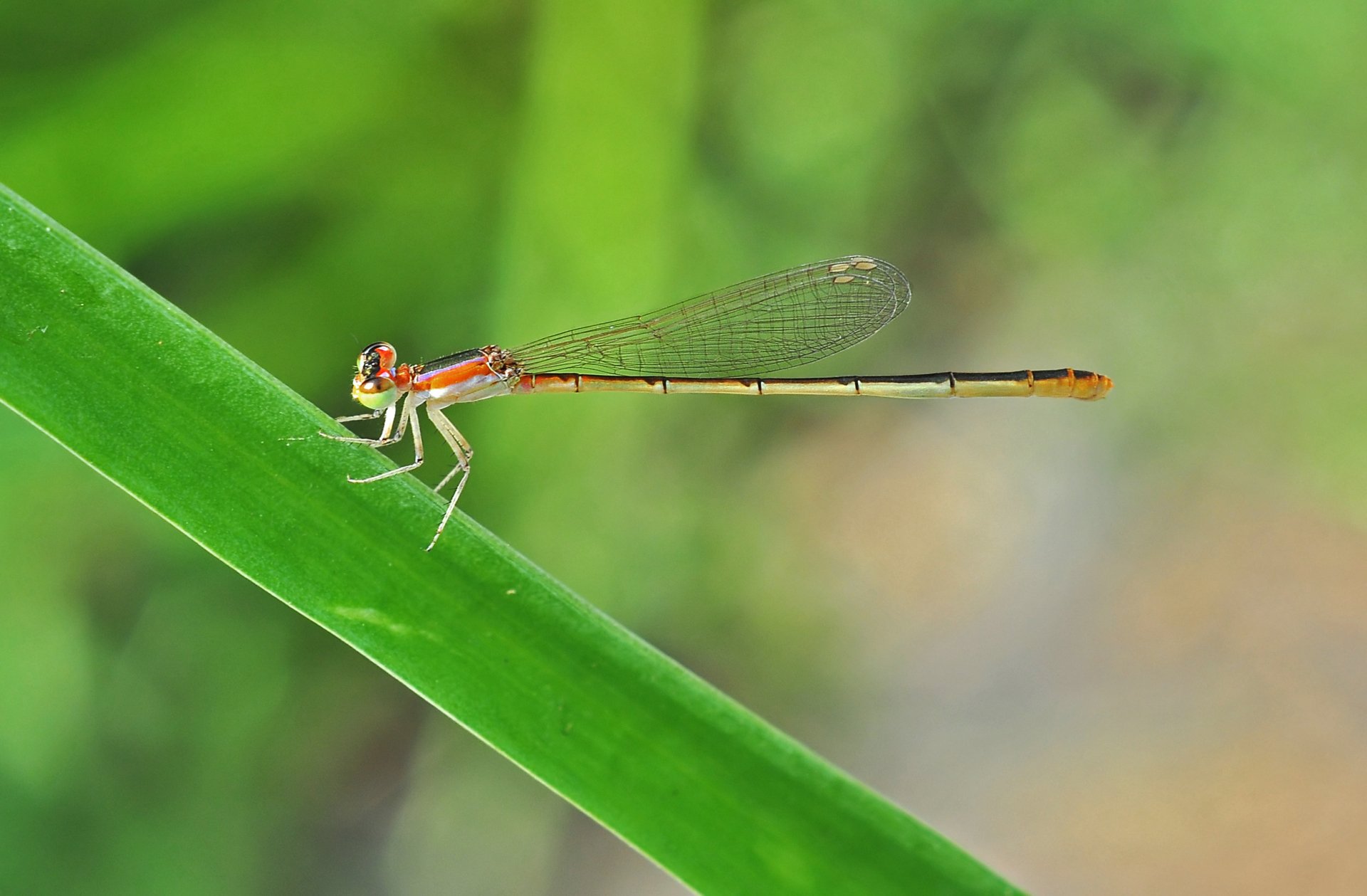 Download Animal Dragonfly HD Wallpaper by Joydeep