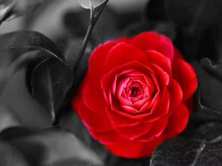 A vibrant red camellia flower in full bloom contrasts against a black and white background, creating a striking HD desktop wallpaper and nature-themed image.