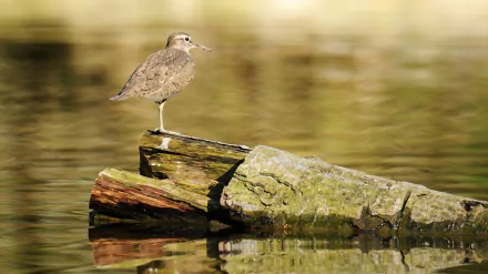 Animal Sandpiper HD Desktop Wallpaper | Background Image