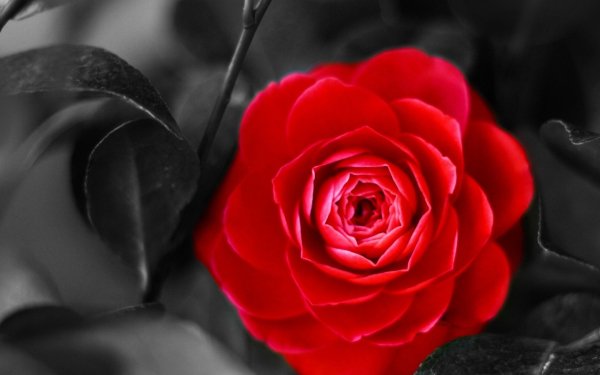 Earth Rose Flowers Flower Camellia HD Wallpaper | Background Image