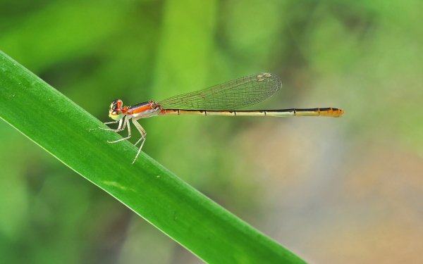 Animal Dragonfly Insects HD Wallpaper | Background Image