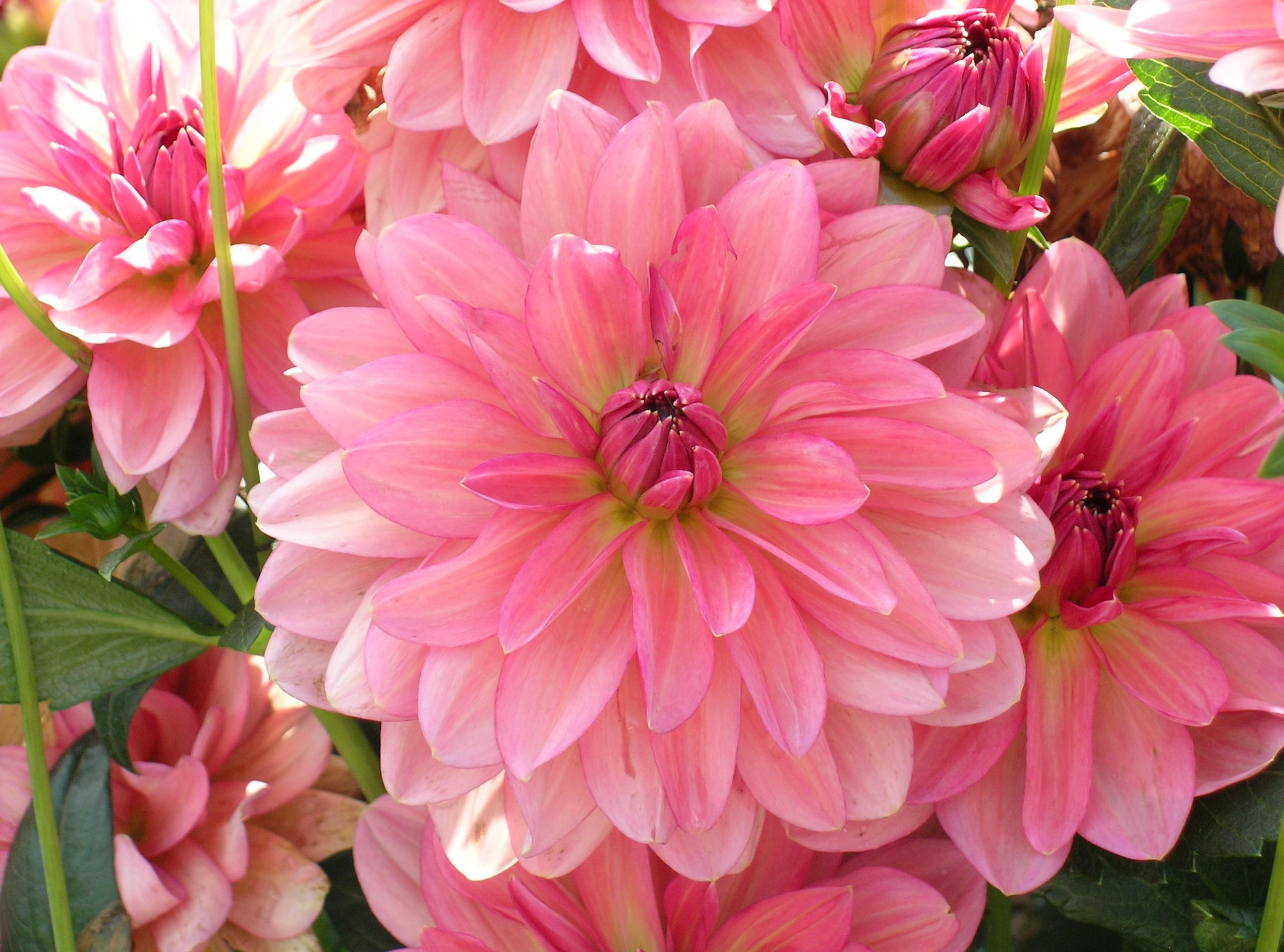 Download Pink Flower Flower Nature Dahlia HD Wallpaper