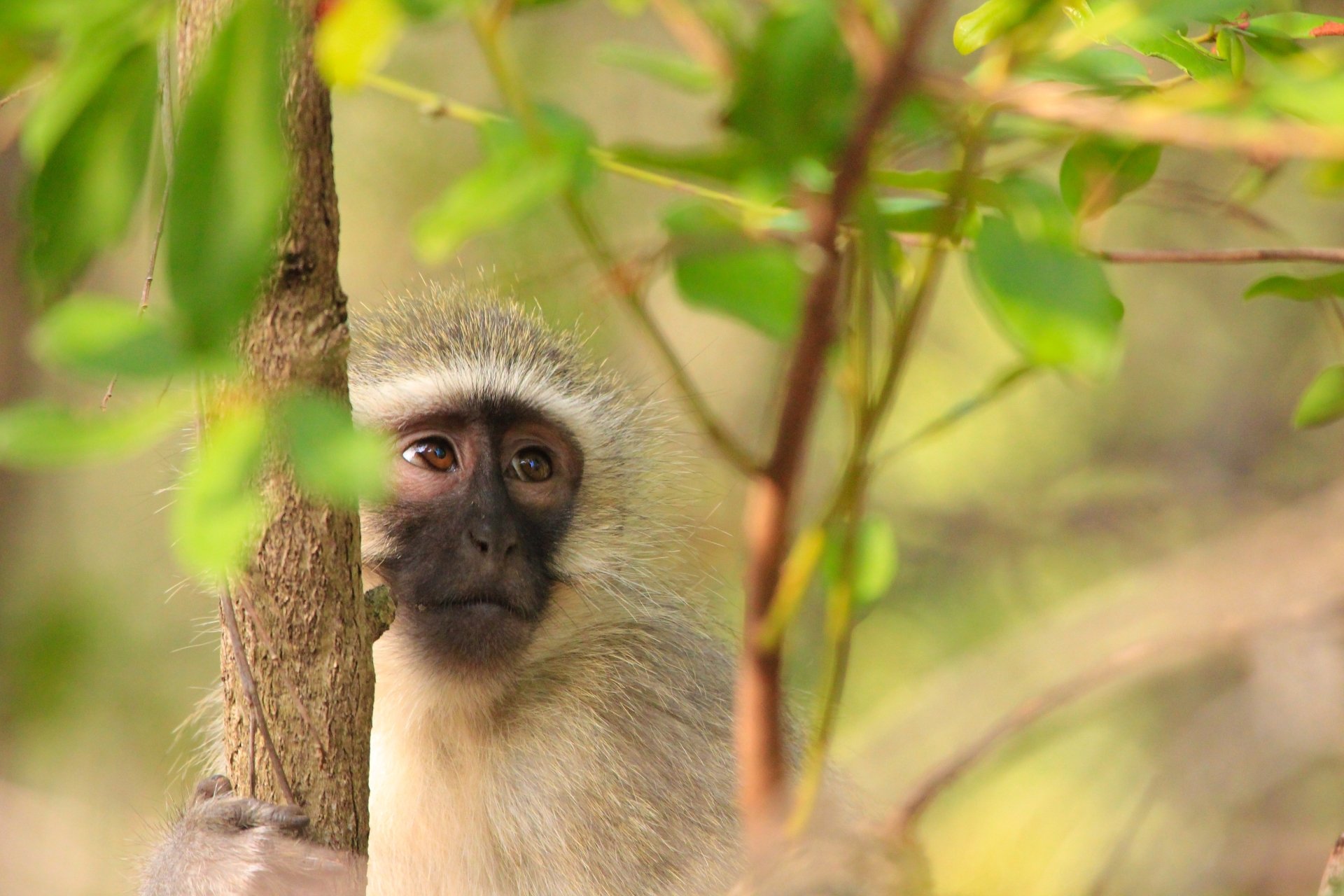 Download Animal Monkey  4k Ultra HD Wallpaper