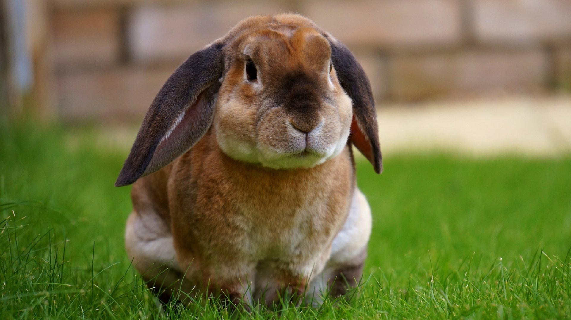A cute rabbit sits on green grass, captured in a close-up, showcasing its expressive features. This 4K Ultra HD image makes a charming desktop wallpaper.