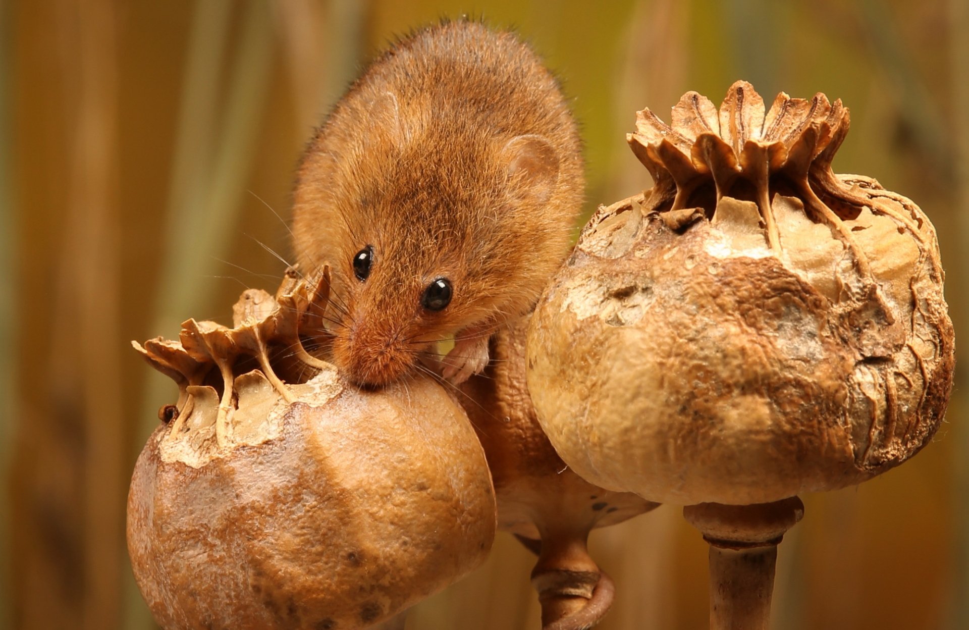 Download Close-up Plant Animal Mouse HD Wallpaper