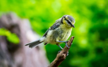 1799 鸟高清壁纸 桌面背景 Wallpaper Abyss 页面40