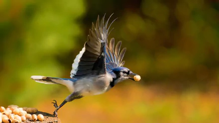 flying bird Animal blue jay HD Desktop Wallpaper | Background Image