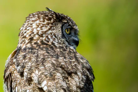 bird Animal owl HD Desktop Wallpaper | Background Image