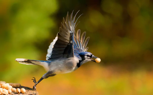 flying bird Animal blue jay HD Desktop Wallpaper | Background Image